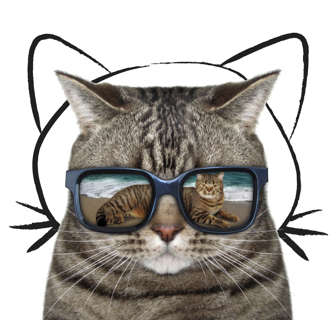 Cat with sunglasses