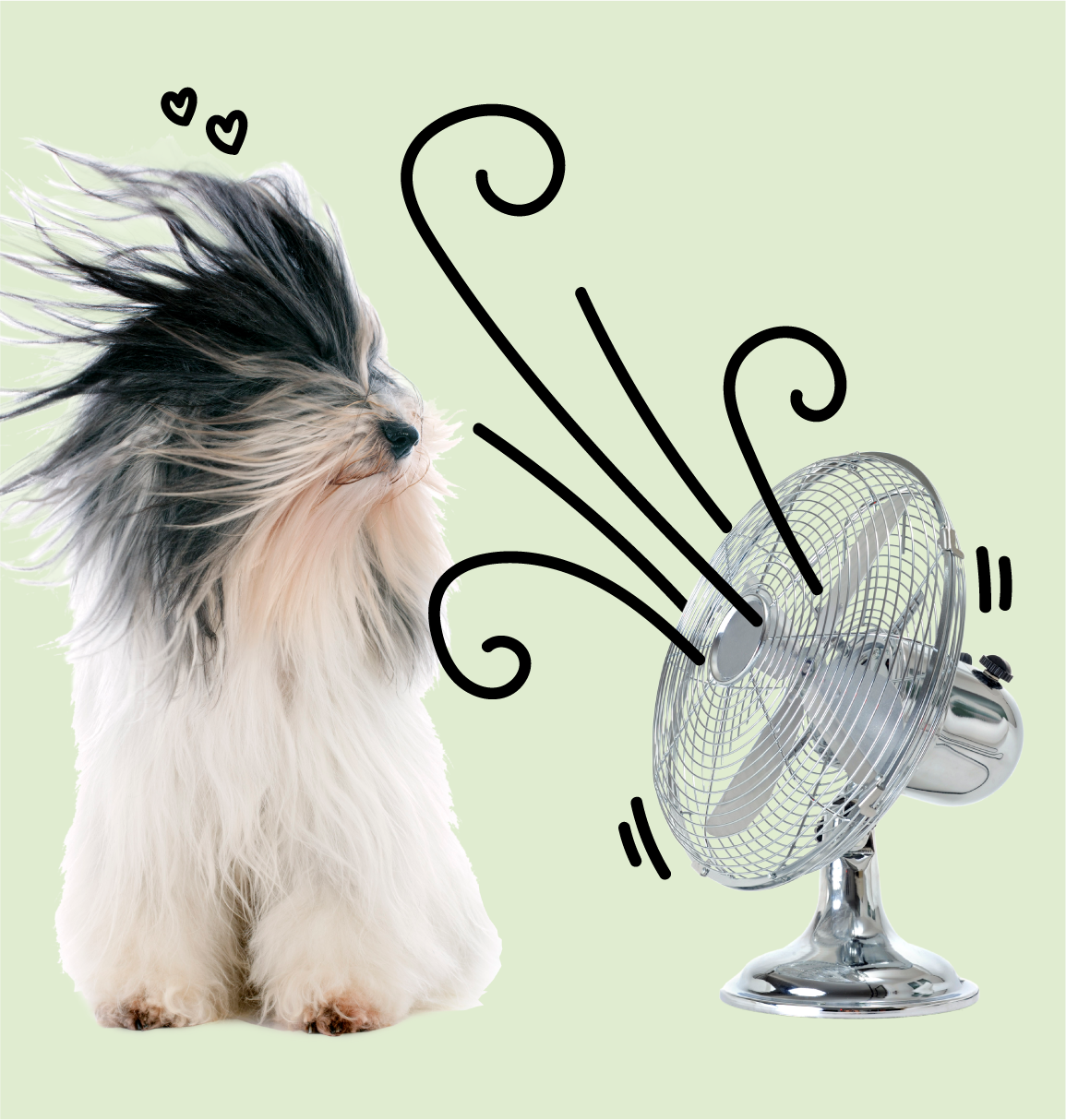 Dog with Fan